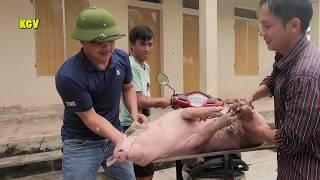 Giáo viên vào bản bắt lợn -Teacher catch the pigs