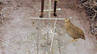 Simple Bird Trap Using Rubber Band and Wood | Kiggundu Family Adventures. #easy_bird_trap