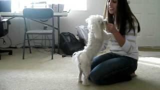 Romeo the Maltese doing his tricks