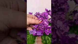 Очень достойный спорт от АВ-Розовое Шампанское  #flowers #фиалки #красивыецветы #коллекцияфиалок