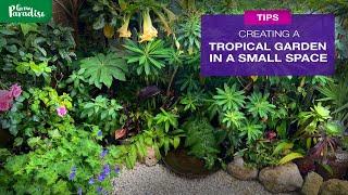 How to create a tropical garden in a small space - Paradise Patio update