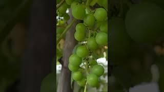 포도가 영글어 간다~ #포도 #grape