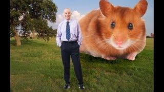 The biggest hamster in the world? Don't believe it's true? just watch