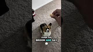 I’m a wizard  #corgi #puppy #dogshorts #harrypotter #funny #shorts