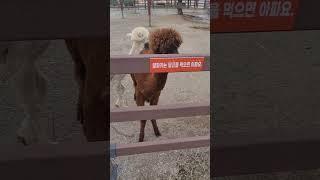 알파카/Alpaca