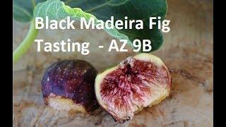 Tasting a Black Madeira Fig - AZ 9B