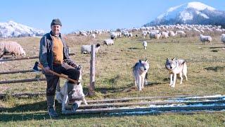 Surviving Among Wolves: A Shepherd’s Life in the Mountains