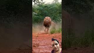 #lion #tiger #animals #safari #video #comedyfilms #trending #shorts #youtubeshorts #shortvideo