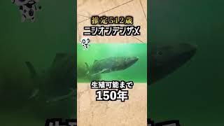 【信長より先輩】生物界の最長寿個体！500年も生きた...