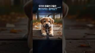 우리의 동물친구들은 왜 이러는 걸까요? part2  | 재미 보장 100%