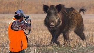 GIANT MONSTER BOARS: PERFECT SHOTS, FEARLESS DOGS, BEST HOG HUNTS!