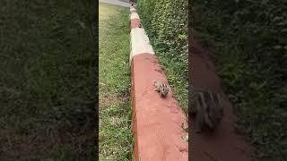 Squirrel movement in university