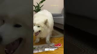 Что выберет самоед? #собака #самоед #pets #dog #смешно #животные #phonk #phonkmusic #dance