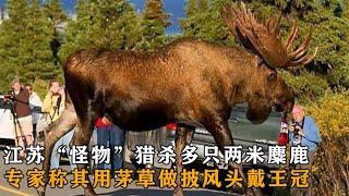 江苏“怪物”杀多只麋鹿，穿茅草披风戴王冠，会隐藏自己的足迹？ #解密中国 #纪录片