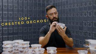 UNBOXING 100+ GECKOS!!!