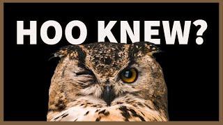 The HEAD-SPINNING Truth About Owls 