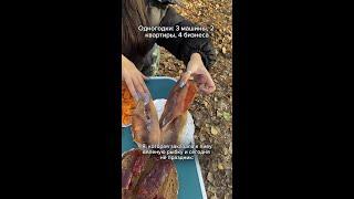 Вяленая икра и рыба с доставкой по РФ #морепродукты #пиво #вобла