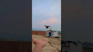 10M LIFE IS || BEAUTIFULLY FOR || PIGEONS ENTRY