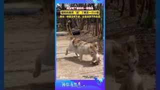 網友餵了貓媽媽一根貓條，貓媽媽竟然“送”了網友一只小貓 #shorts #萌宠