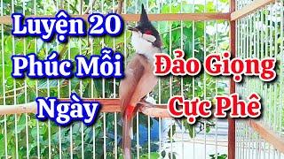 chào mào hót sáng kích bổi - luyện giọng hay ép bổi sổ bọng và căng lửa - chào mào hót đấu