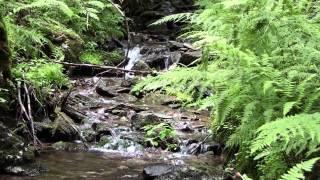 Calm Down: Nature Sounds From German Forest / Creek