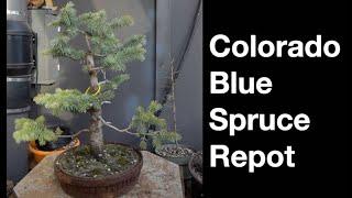 Colorado Blue Spruce:  Dave's Bonsai E491