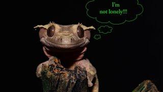 The 10 BIGGEST Misconceptions about Crested Geckos