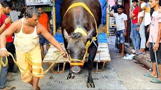 Biggest and Heaviest jersey cow breed unloading video 2024 #angrycow #angrycowvideo #shorts #viral