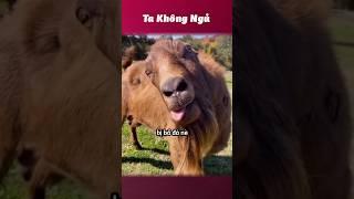 Thế giới động vật hài hước  #takhongngu