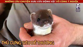 Giải cứu và chăm sóc chú Chồn đuôi ngắn dễ thương và đáng yêu || review Con Người Và Cuộc Sống