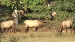 Plant & Animal Communities of Wyoming