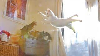 “Get a Cat,” They Said  And I’ve Been Laughing Ever Since 