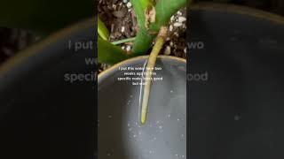 Monstera Hack Plants Tiktok raising3flores