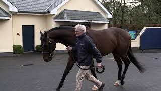 Coolmore Stallion Showcase