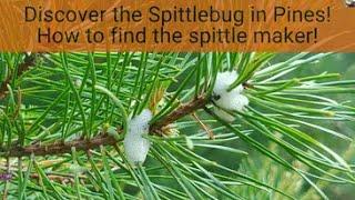 Spittlebugs (hemiptera)  in White Pine and Virginia Pine