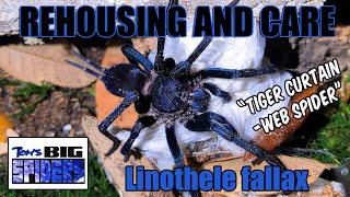 Huge "Tiger Curtain-web spider" Linothele Fallax Rehouse and Care