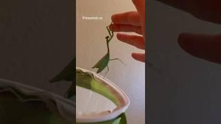 A praying mantis wants me to pick her up!