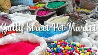 My First vlog# Galiff Street Pet Market ##Saptarshi Nandan Vlogs##