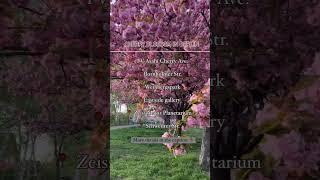 Cherry blossom in Berlin  #youtube #shortvideo #shorts #youtubeshorts #shortsviral
