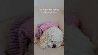 Also, us on a Monday morning at 10am ⁠ ⁠ ⁠ #cosystudiosco #handmadeknitwear #knitwearbrand ⁠ #dogfa