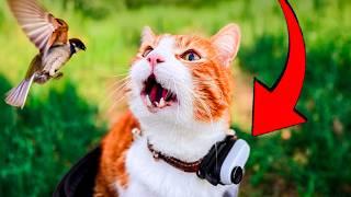 CAT with CAMERA hunts a BIRD | Ros' Vlog part #03