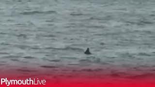 Shark in Plymouth Sound leaves family gobsmacked