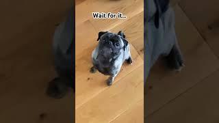 Stanley trying to catch a treat #pug #cute #funny #cuteDog #cutepug