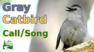 Gray Catbird Call / Song / Sound