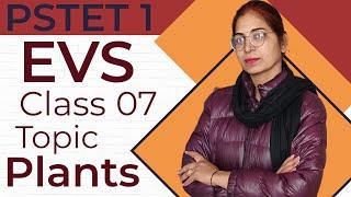 EVS/CLASS 7/PSTET/SUKHIJA TUITIONS