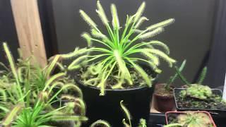 How to get your cape sundew to grow bigger than a plate!