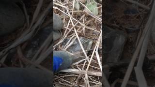 언양 연수정!!언양탐사!!Live Wire!! #korea #crystals #nature #smokyquartz #livewire