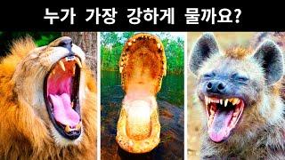 누가 가장 강하게 물까요