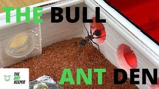 My First Bull Ant Queen & Her New Den!!