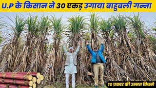 अमरोहा के किसान ने कर दिखया सबसे तगड़ा बाहुबली गन्ना  VCF0517 Sugarcane Farming 